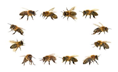 Arı veya beyaz arka planda, bal arıları bal arısı grubu