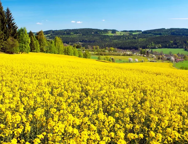 Campo de colza, canola ou colza — Fotografia de Stock