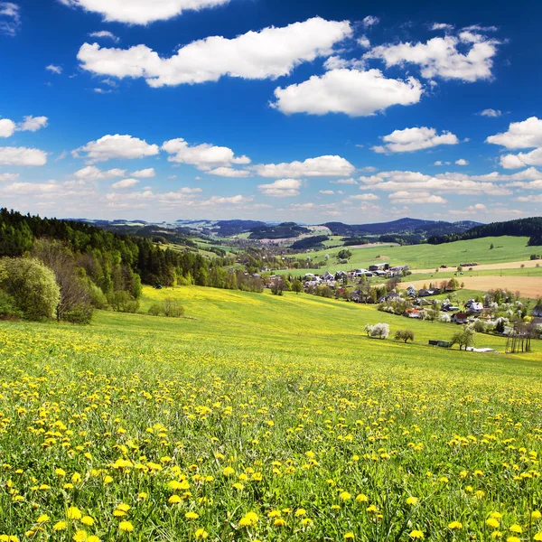 Yellow flowering meadow full of dandelion — Stock Photo, Image