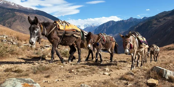 Caravan of mules in nepalese Himalayas — Stock Photo, Image