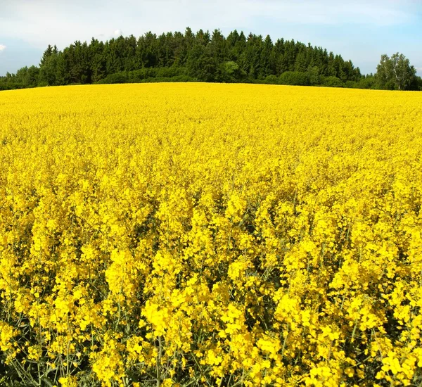 Goldenes Feld aus blühendem Raps, Raps oder Raps — Stockfoto