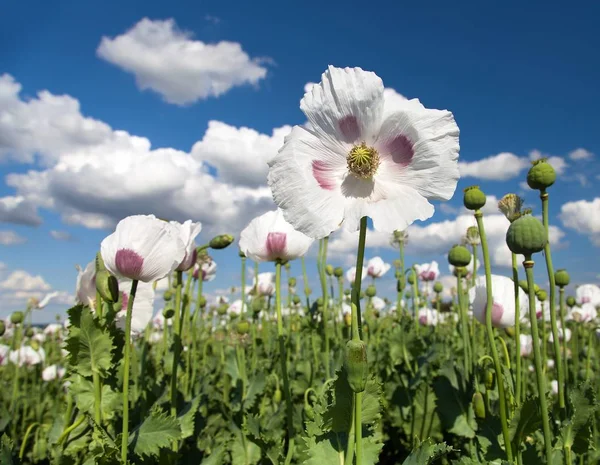 Ayrıntı alanının çiçekli haşhaş haşhaş