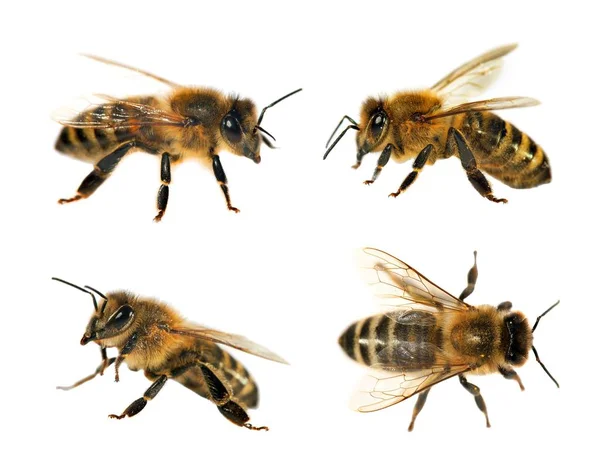 Grupp av bee eller honungsbinas på vit bakgrund, honungsbin — Stockfoto