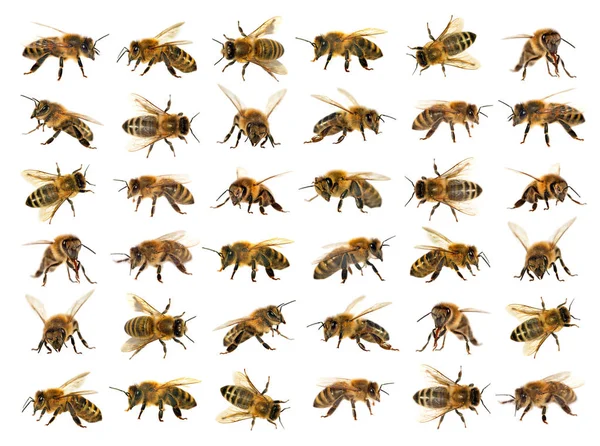 Grupp av bee eller honungsbinas på vit bakgrund, honungsbin — Stockfoto