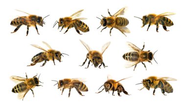 Arı veya beyaz arka planda, bal arıları bal arısı grubu