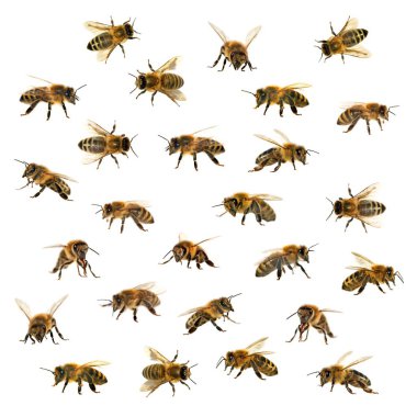 Arı veya beyaz arka planda, bal arıları bal arısı grubu