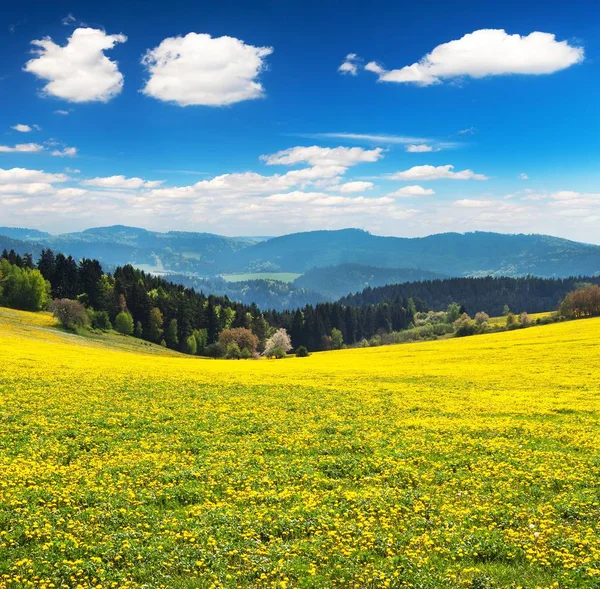 Prado floreciente amarillo lleno de diente de león — Foto de Stock