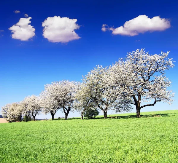 Цветущие вишни и зеленые весенние кукурузные поля — стоковое фото