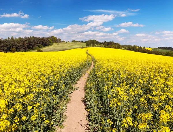 Field of rapeseed, canola or colza and path way — Stock Photo, Image