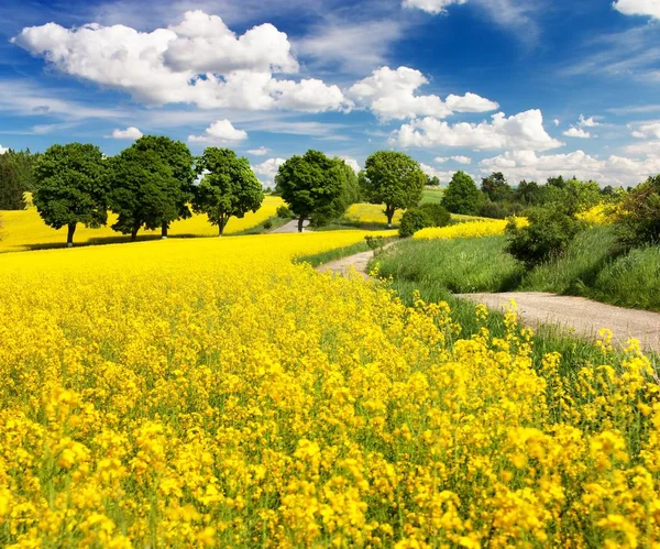 Campo de colza, canola ou colza com estrada rural — Fotografia de Stock