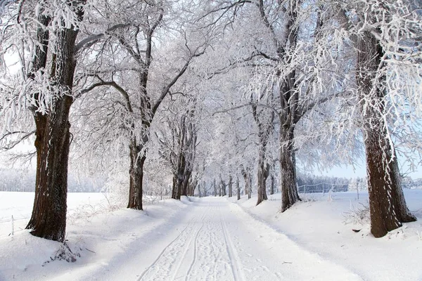 Зимний пейзаж с дорожным движением и видом на аллею — стоковое фото
