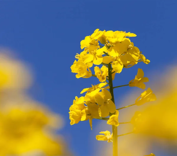 Detalhe de floração campo de colza, canola ou colza — Fotografia de Stock