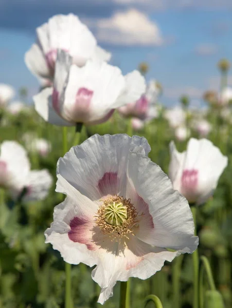 Ayrıntı alanının çiçekli haşhaş haşhaş