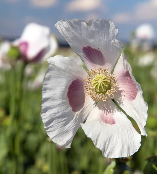 Ayrıntı alanının çiçekli haşhaş haşhaş