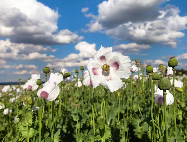 Ayrıntı alanının çiçekli haşhaş haşhaş