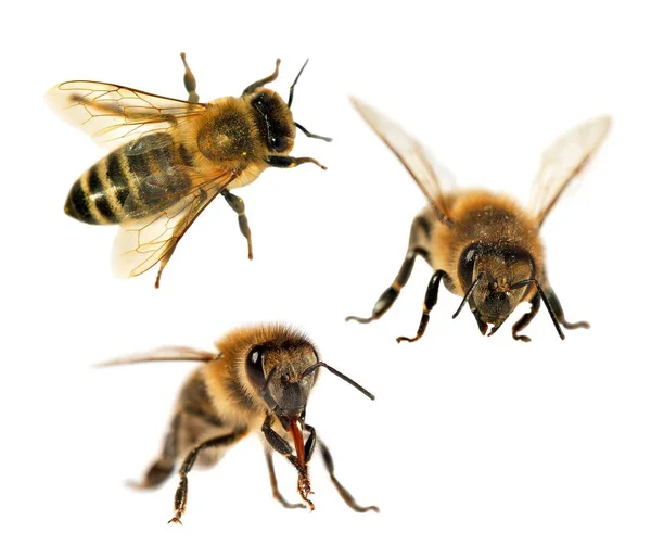 Grupę bee lub pszczół na białym tle, pszczoły miodne — Zdjęcie stockowe