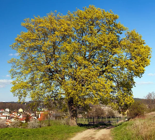 Springtime view of maple tree — Stock Photo, Image