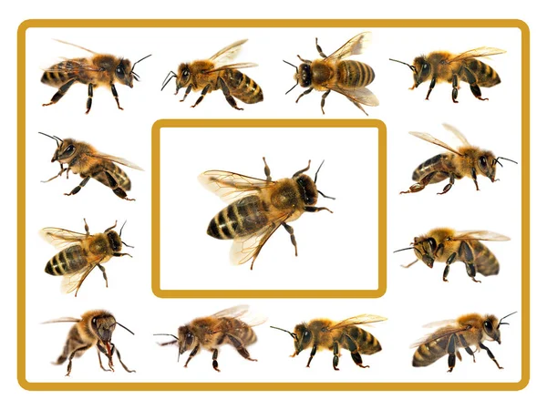 Groep bee of honingbij op witte achtergrond, bijen — Stockfoto