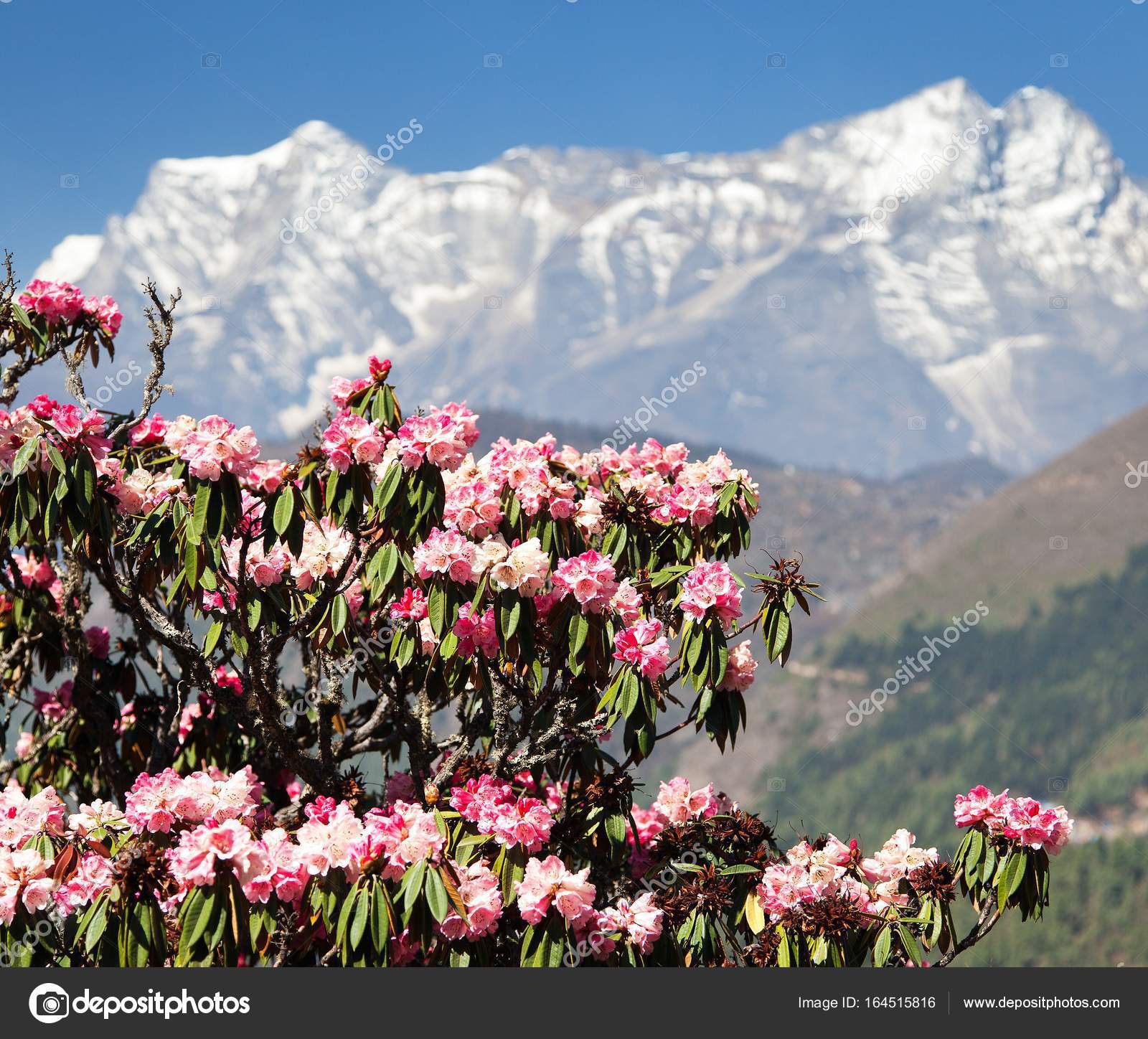 Flowering rhododendron tree and mount Kongde Stock Photo by ©prudek  164515816