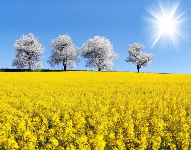 Alan kolza tohumu, kanola veya kolza