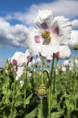 Ayrıntı alanının çiçekli haşhaş haşhaş