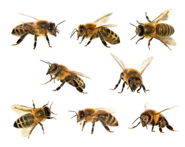 Arı veya beyaz arka planda, bal arıları bal arısı grubu