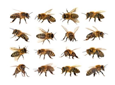 Arı veya beyaz arka planda, bal arıları bal arısı grubu