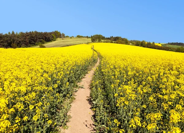 Field of rapeseed, canola or colza and pathway — Stock Photo, Image