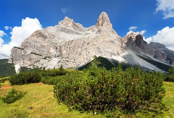 Dağ çam, Güney Tirol ile Monte Pelmo görmek — Stok fotoğraf