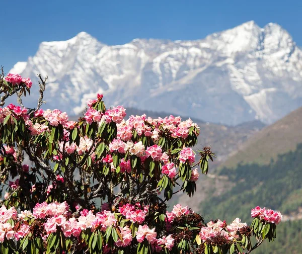 Blommande rhododendron träd och mount Kongde — Stockfoto
