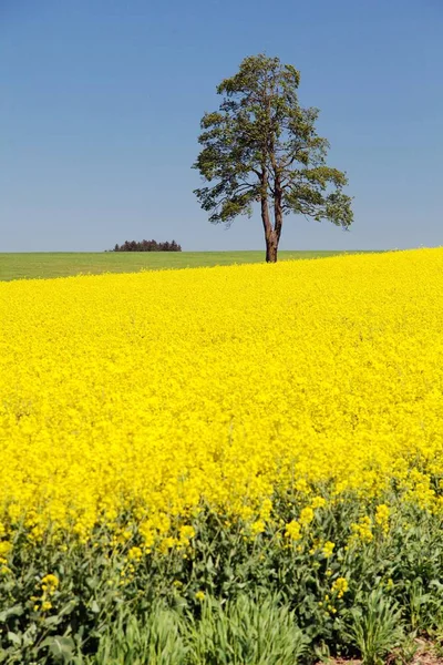 Field of rapeseed, canola or colza and tree — Stock Photo, Image