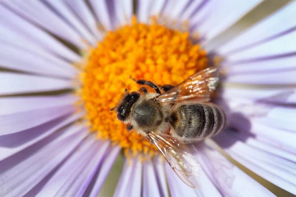 Detalle de la abeja sentada en la flor violeta — Foto de Stock