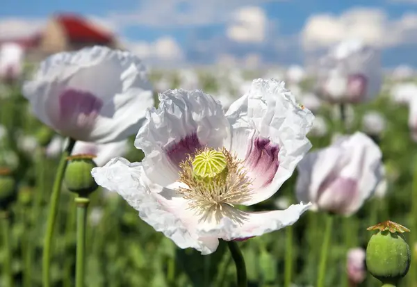 Detalle de la amapola de opio floreciente, campo de amapola — Foto de Stock