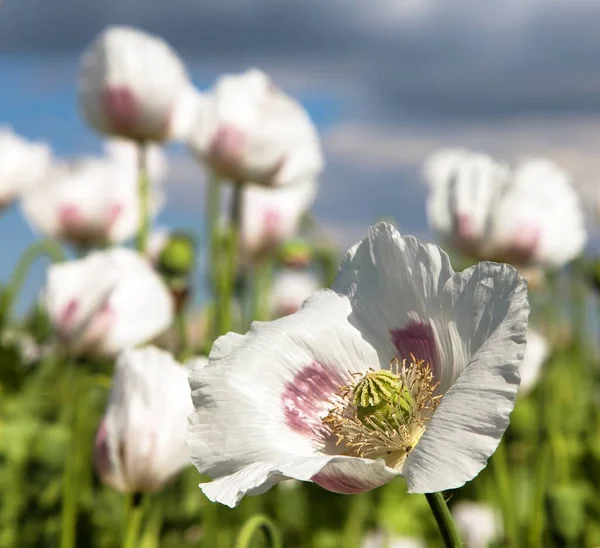 Ayrıntı alanının çiçekli haşhaş haşhaş