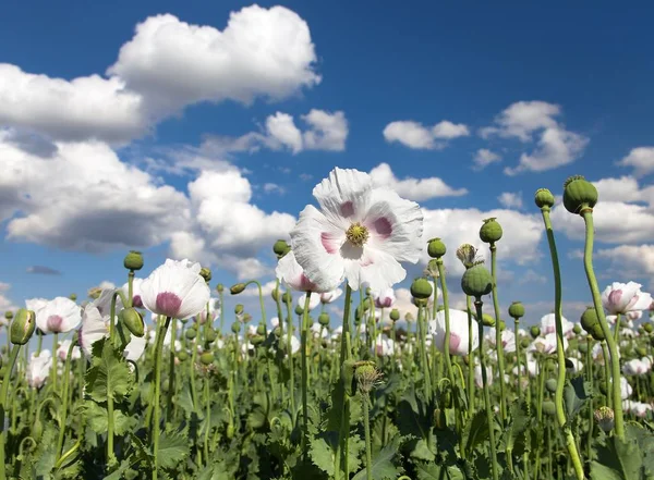 Ayrıntı alanının çiçekli haşhaş haşhaş