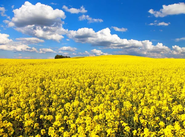 Field of flowering rapeseed with beautiful clouds — Stock Photo, Image