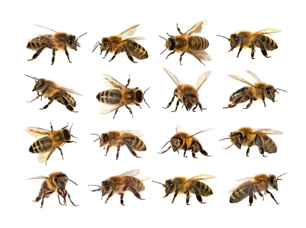 Grupp av bee eller honungsbinas på vit bakgrund, honungsbin — Stockfoto