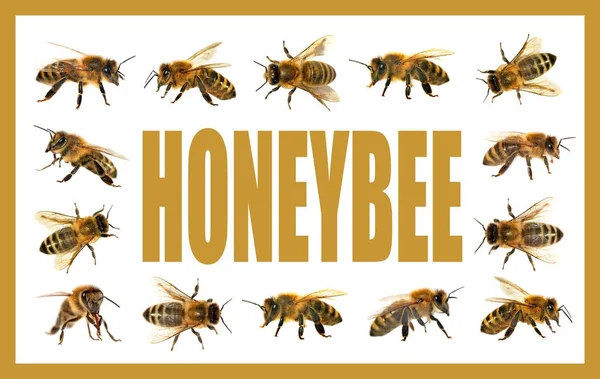 Mehiläis- tai mehiläisryhmä valkoisella pohjalla, mehiläiset — kuvapankkivalokuva