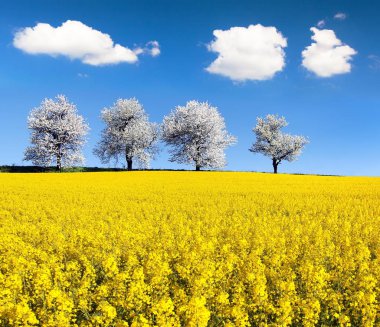 kolza tohumu ve kiraz ağacı Sokağı