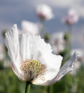 Ayrıntı alanının çiçekli haşhaş haşhaş