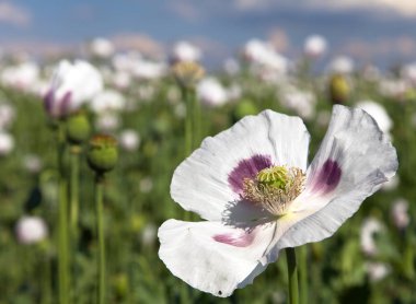 Ayrıntı alanının çiçekli haşhaş haşhaş