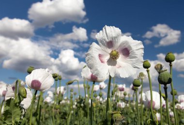 Ayrıntı alanının çiçekli haşhaş haşhaş