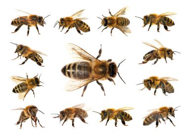 Arı veya beyaz arka planda, bal arıları bal arısı grubu
