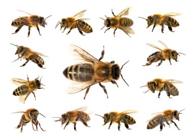 group of bee or honeybee on white background, honey bees clipart