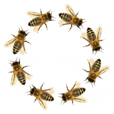 Arı veya bal arısı daire grubu