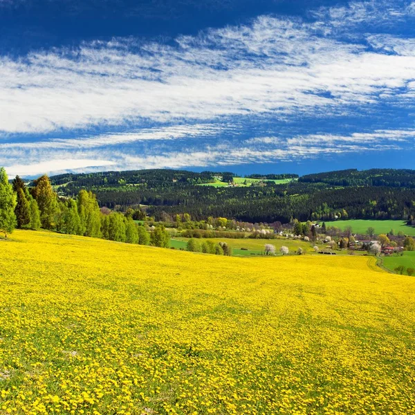 Żółty kwitnienia łąka pełna mniszka lekarskiego — Zdjęcie stockowe