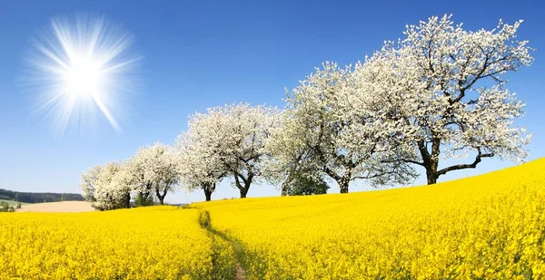 Kolza tohumu, kanola veya kolza alanı ile parhway