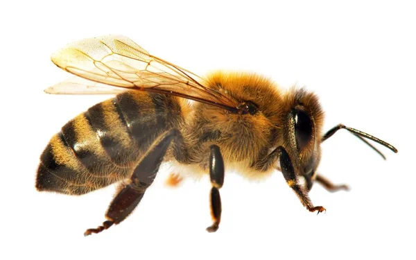 Detalle de abeja o abeja en latín Apis Mellifera —  Fotos de Stock