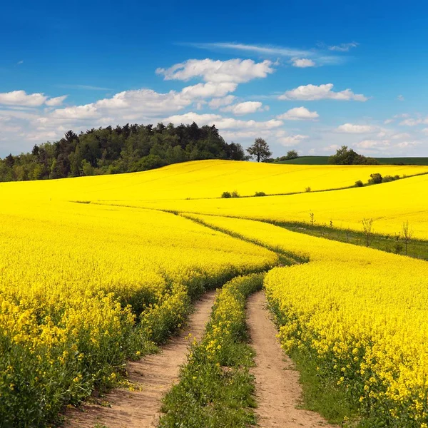 Τομέα της ελαιοκράμβης, canola ή αγριοκράμβης με αγροτικό δρόμο — Φωτογραφία Αρχείου