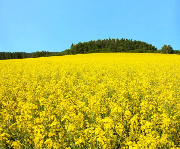 Arany mezőben a virágzás repce-, repce- vagy repcemag — Stock Fotó